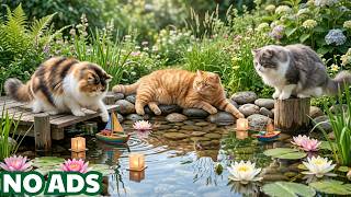 12H Cat TV for Anxious Kitties 🐱 Soft Purring Therapy for Calm & Peaceful Sleep 🌙 Cat TV screenshot 5