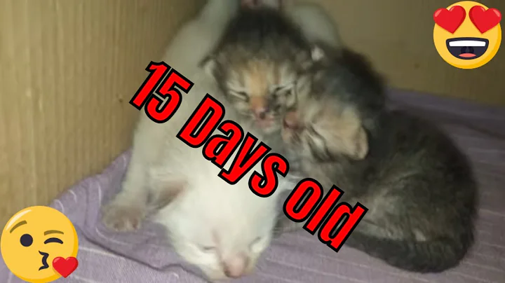 Watch the video about 15 Days old 5 cute Persian Kittens | Grooming and almost running around