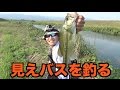 バス釣り　丸見えバスがたくさん！サイトで狙え！