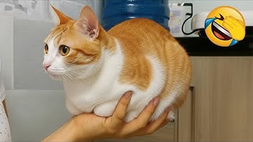 COMPILATION of the FUNNIEST ANIMALS Part 10 😂 Funny Cat & Dog Videos 2025 😅