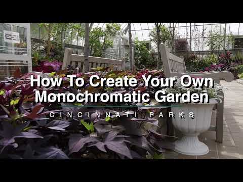Video: Monokromatiske haver - Information til havearbejde med én farve