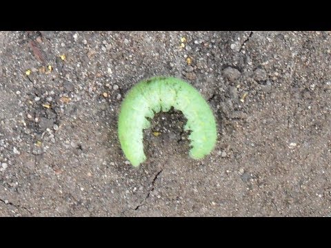 Видео: Инсектицидни растения