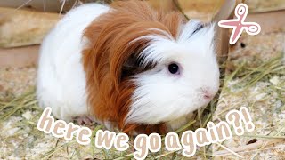 Guinea Pig Gets a Haircut