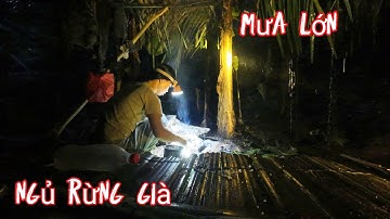 NGỦ RỪNG , MƯA LỚN MẮC KẸT TRONG RỪNG GIÀ