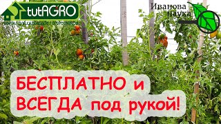 видео: БЕСПЛАТНОЕ УДОБРЕНИЕ, КОТОРОЕ ПРОГОНИТ СЛИЗНЕЙ И УВЕЛИЧИТ УРОЖАЙ В 4 РАЗА! Всегда с собой! картинка: БЕСПЛАТНОЕ УДОБРЕНИЕ, КОТОРОЕ ПРОГОНИТ СЛИЗНЕЙ И УВЕЛИЧИТ УРОЖАЙ В 4 РАЗА! Всегда с собой!