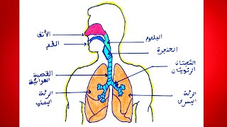 رسم الجهاز التنفسي عند الانسان