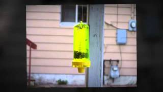 Pest Control Rocklin Ca
