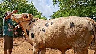 16 juta saja🔴JANTAN CROS BELGIAN SUPER||pasar ajor harga modyarrr||pasar jatirogo