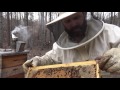 Beekeeping for dummies: A first look in the bee hive, what to look for... tips for success