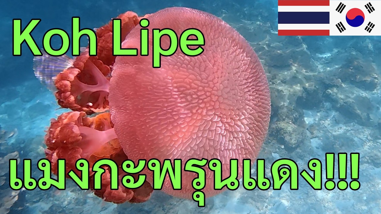 [22]One Day Trip หลีเป๊ะ! นั่งเรือหางยาว ดูปะการัง และเกาะหินงาม