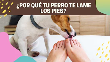 ¿Y si el perro lame los puntos?