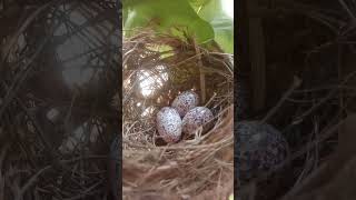 Beautiful Nest Shorts Video Khan Study Point