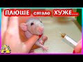 У крыски Плюши опять... Как помочь Плюше? /  Спасение крысы / Alisa Easy Pets