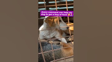 we need food for the voiceless souls donate via PayPal link in bio #helpfeed #donatehere #feedneedy