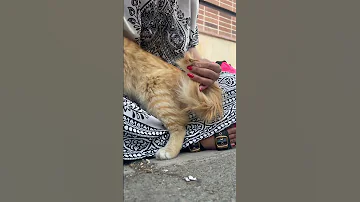عمرا اين زبون بسته نميتونست با زبونش اين تيغها رو از دمش جدا كنه 