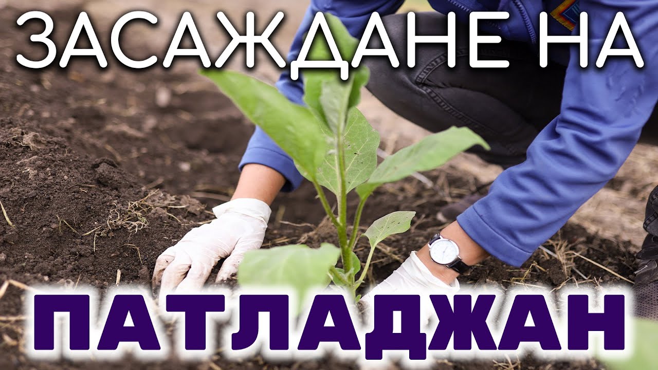 Засаждане на патладжан