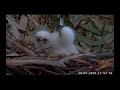 ~ Sydney White-bellied Sea-Eagle - Malutkie bieliki białobrzuche - karmienie ~ Australia