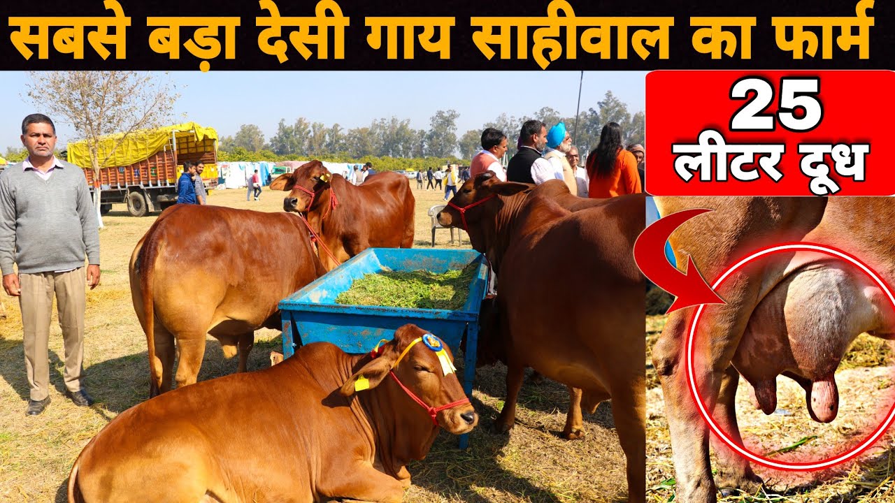 Kisan Dairy Farm Largest Sahiwal Desi Cow Dairy Farm In Taraori