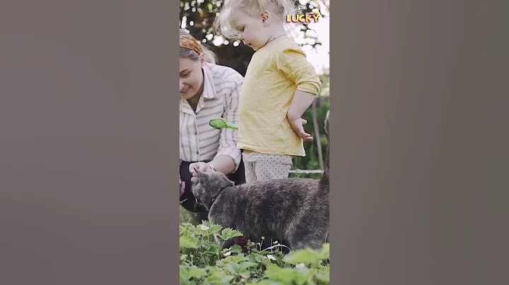 Video 11679571: cats kittens meowing compilation, kittens meowing compilation funny