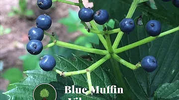 Are viburnum berries poisonous?