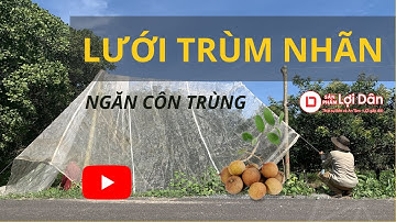 Lợi Dân TV | Lưới Trùm Nhãn | Tăng Năng Suất - Giảm Chi Phí Và Công Sức | Chống Ruồi Vàng, Bướm Đêm.