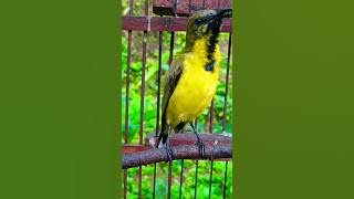 suara sogok ontong untuk pancingan sogon bahan