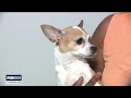 DeKalb family shaken after alleged intruder walks into home | FOX 5 News