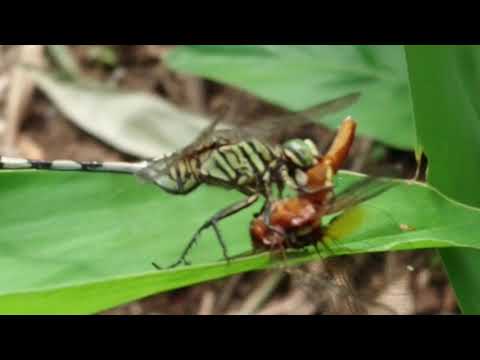 DRAGONFLIES/CAPUNG(subordo Anisoptera) ARE CANNIBAL PREDATORS