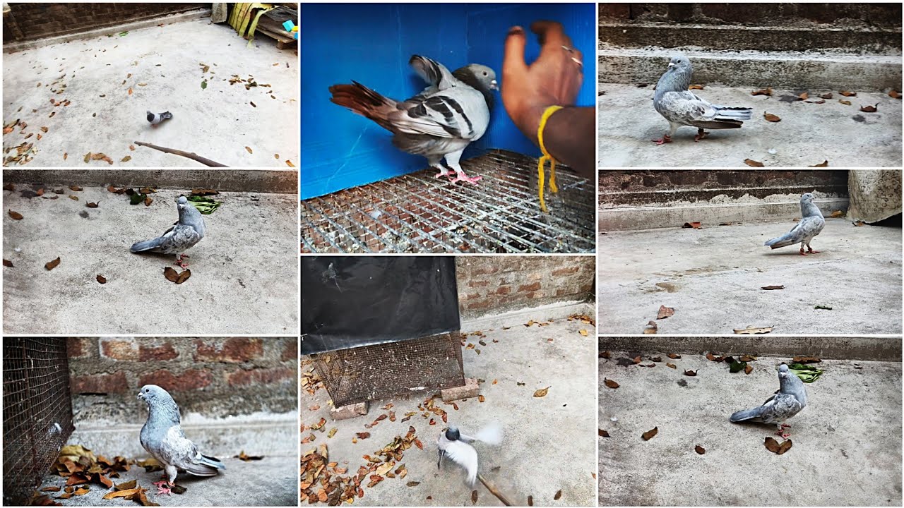 সে পায়রা পুসেছে নাকি ! পায়রার ওপর অত্যাচার করেছে 🙏