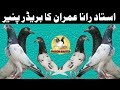 Ustad rana imran breeder pigeons