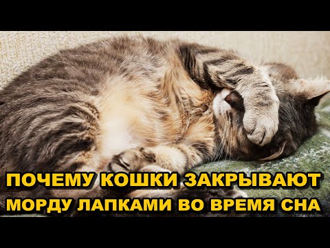 А Вы Знаете, Почему Кошки Закрывают Морду Лапками во Время Сна?