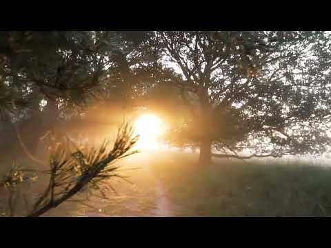 Calming Effects Natural calm sound // Meditating sound with calm nature video //FLT ...