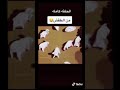 قفزت ذئب و صويلح 