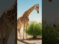 The Giraffe Save the yellow flower😭#ai #giraffe #save #shorts