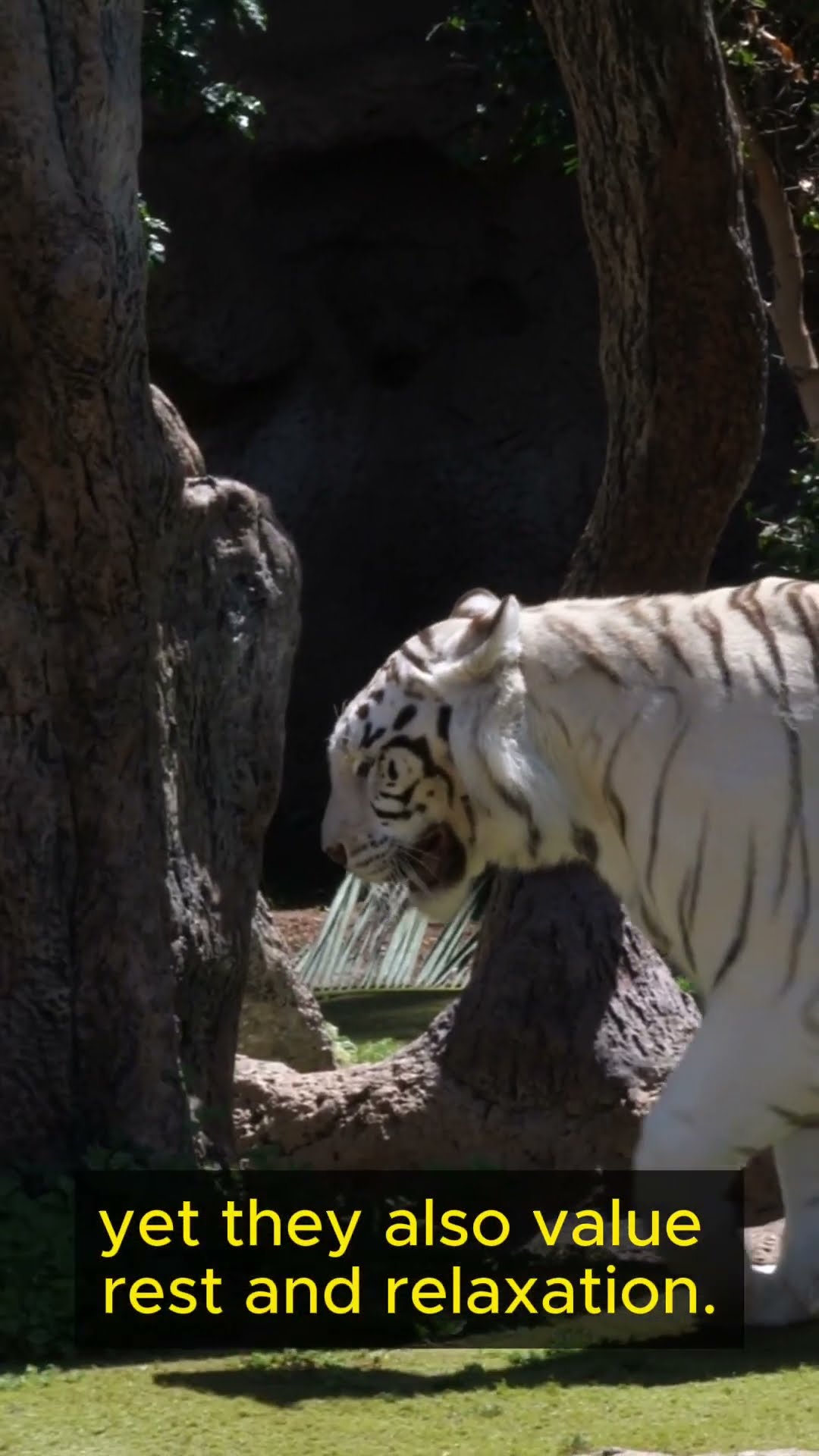 Life Lessons from Tigers   Part 5 #shorts #lifelessons #wisdom #personalgrowth #strength  #tigers