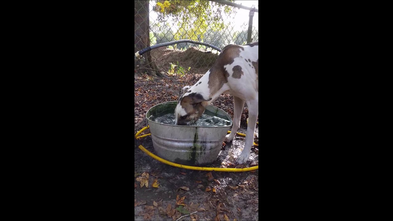 Great Dane drinking water YouTube