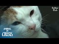 "Sorry, Mommy.." A Cat Had To Attack His Owner Who Saved His Life (Part 2) | Animal in Crisis EP162