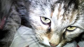 Cat is going to sleep Марфа крупным планом Готовится ко сну Cat is going to sleep Марфа крупным планом Готовится ко сну