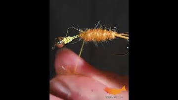How to Tie a Stonefly in 60 Seconds! #shorts #flytying #flytyingturorial