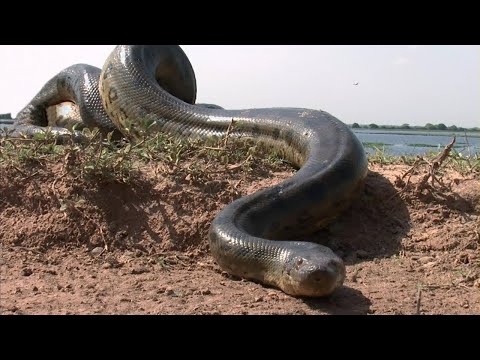 EĞER KAMERAYA KAYDEDİLMESEYDİ KİMSE İNANMAZDI... Yılan