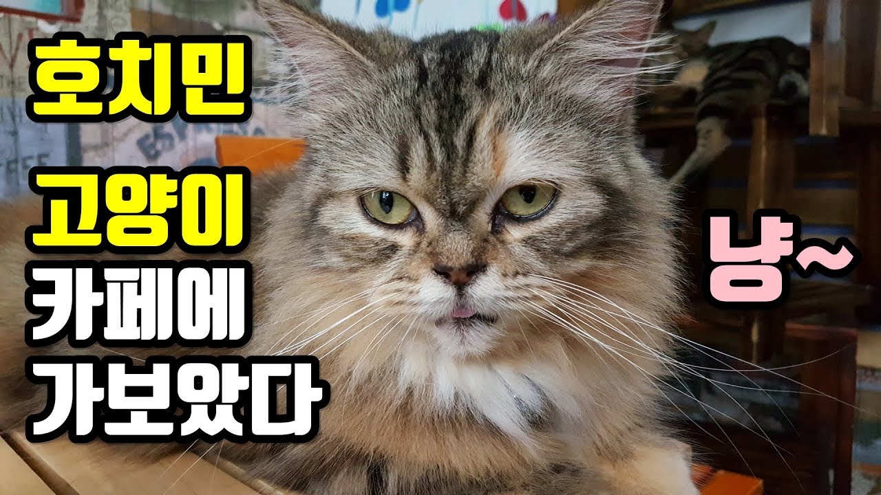 🇻🇳 호치민 - 고양이 카페 Cat Cafe In Ho Chi Minh [임한량] - Youtube