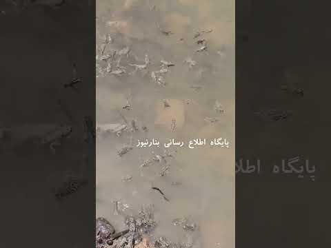 وقتی از آسمان قورباغه می بارد عجیب ترین رویداد های هواشناسی 