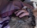 Rub the cat Rub the cat Rub the cat Rub the cat Rub the cat Rub the cat Rub the cat
