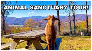Tour A Farm Animal Sanctuary In The Mountains! Home To 100+ Rescued Animals.