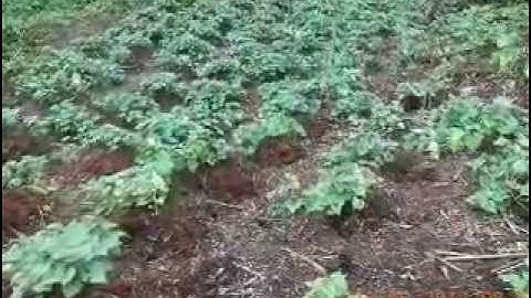 crop diversification