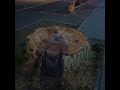 Туляк пожаловался на удаление тополя на ул. Демонстрации