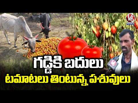 Tomato Farmers Face Losses As Prices Fall Below The Harvest Cost | V6 News - V6NEWSTELUGU