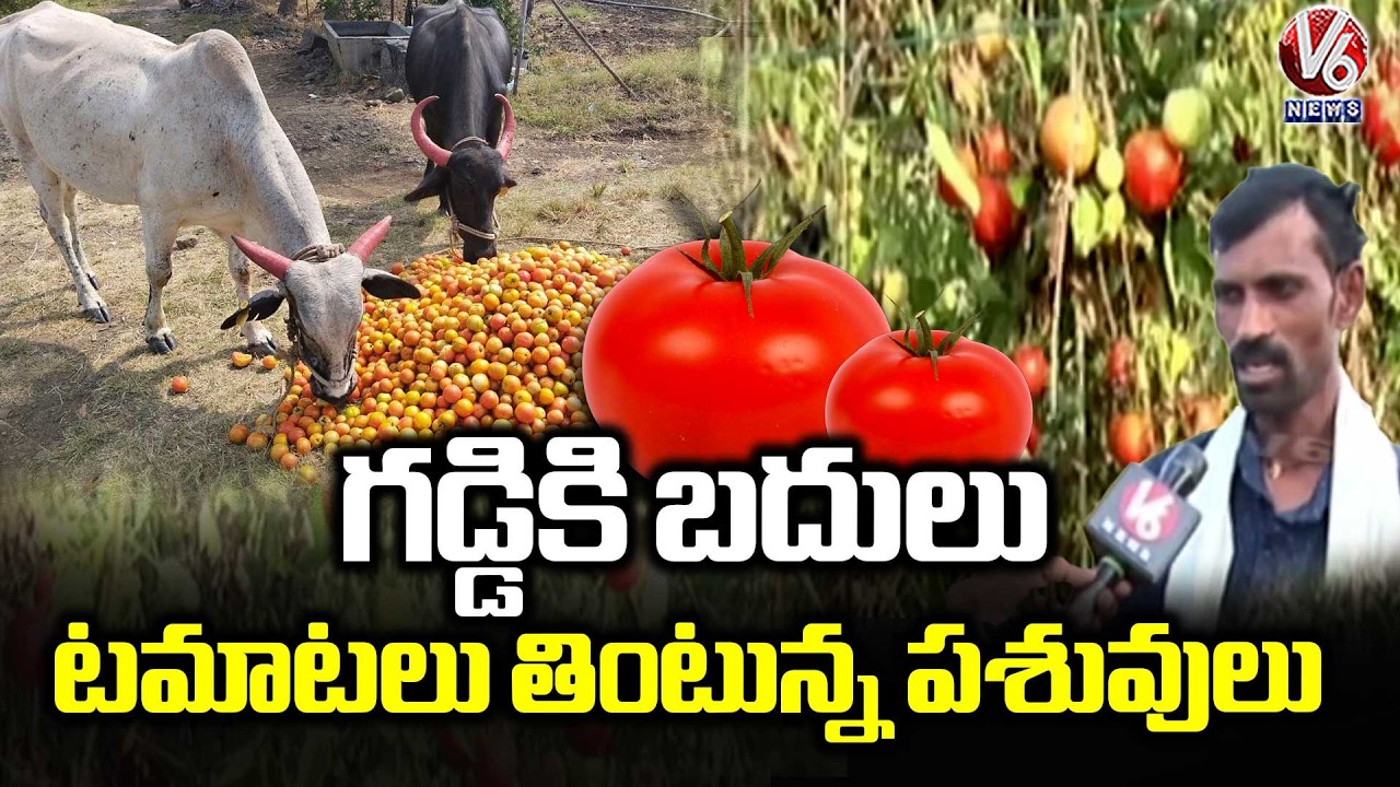 Tomato Farmers Huge Difficulties As Tomato Price Hits Rock Bottom | V6 News