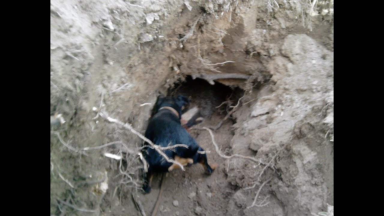 Ягдтерьером