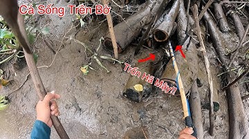 Lạc Vào Con Kênh Cạn Khô Sông Cá Nhiều Chưa Từng Thấy | Kích Cá Miền Tây | Catch Fish
